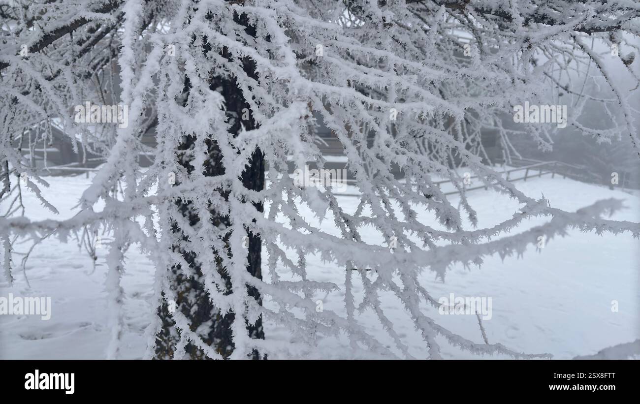 Frozen trees covered in ice and snow in the Italian Alps. Iconic winter scene in the mountains. Cold weather. Cold conditions. Natural hillside view. - Smartphone Captured Stock Image
