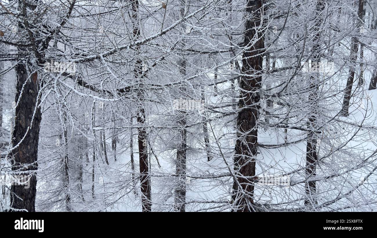 Frozen trees covered in ice and snow in the Italian Alps. Iconic winter scene in the mountains. Cold weather. Cold conditions. Natural hillside view. - Smartphone Captured Stock Image