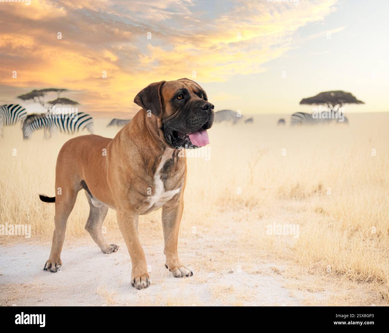 Boerboel/South African Mastiff Umbrella Boerboel/South African Mastiff Umbrella
