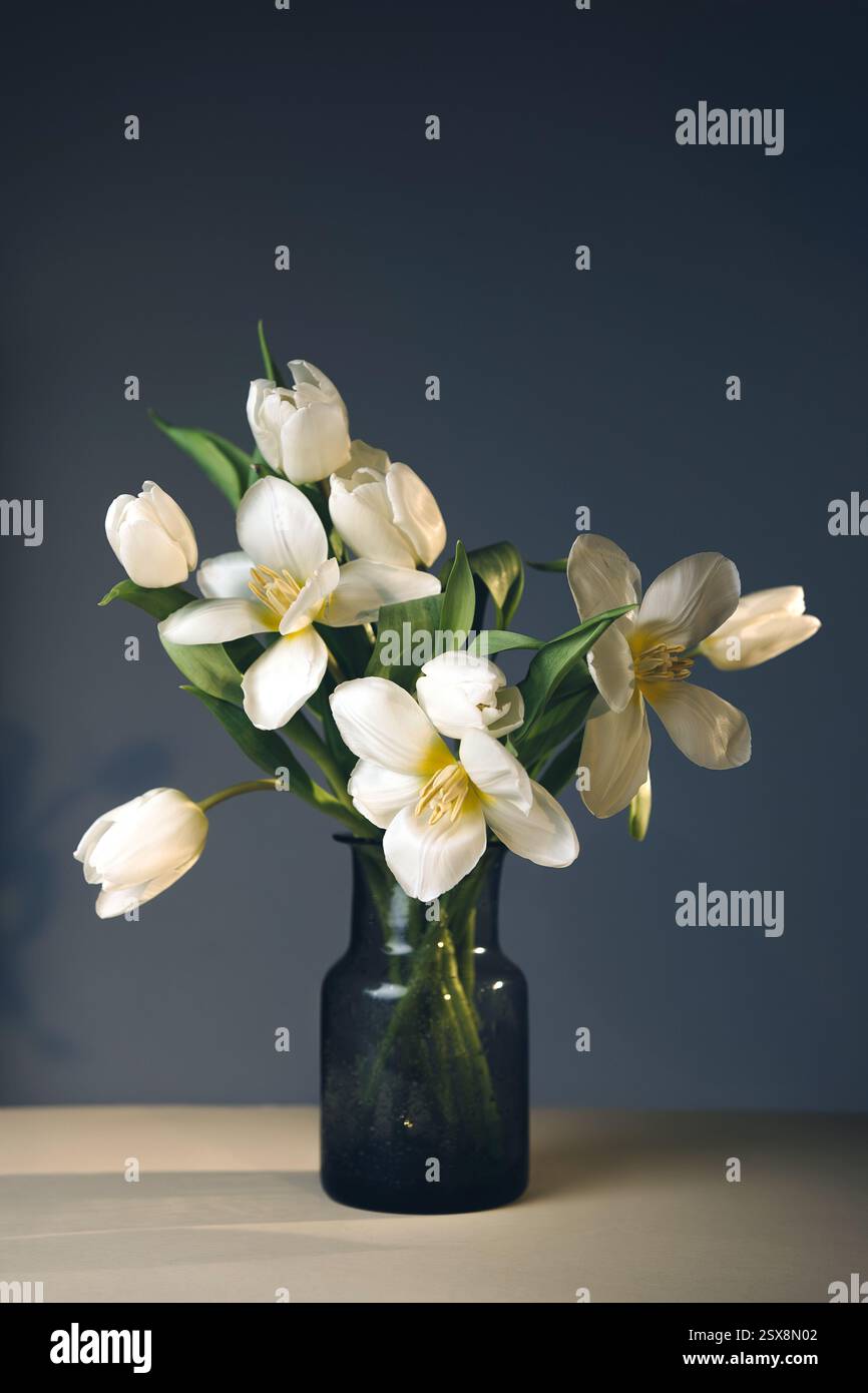 Bouquet of white tulips in a vase on a gray background. Floral aesthetic composition. Stock Photo
