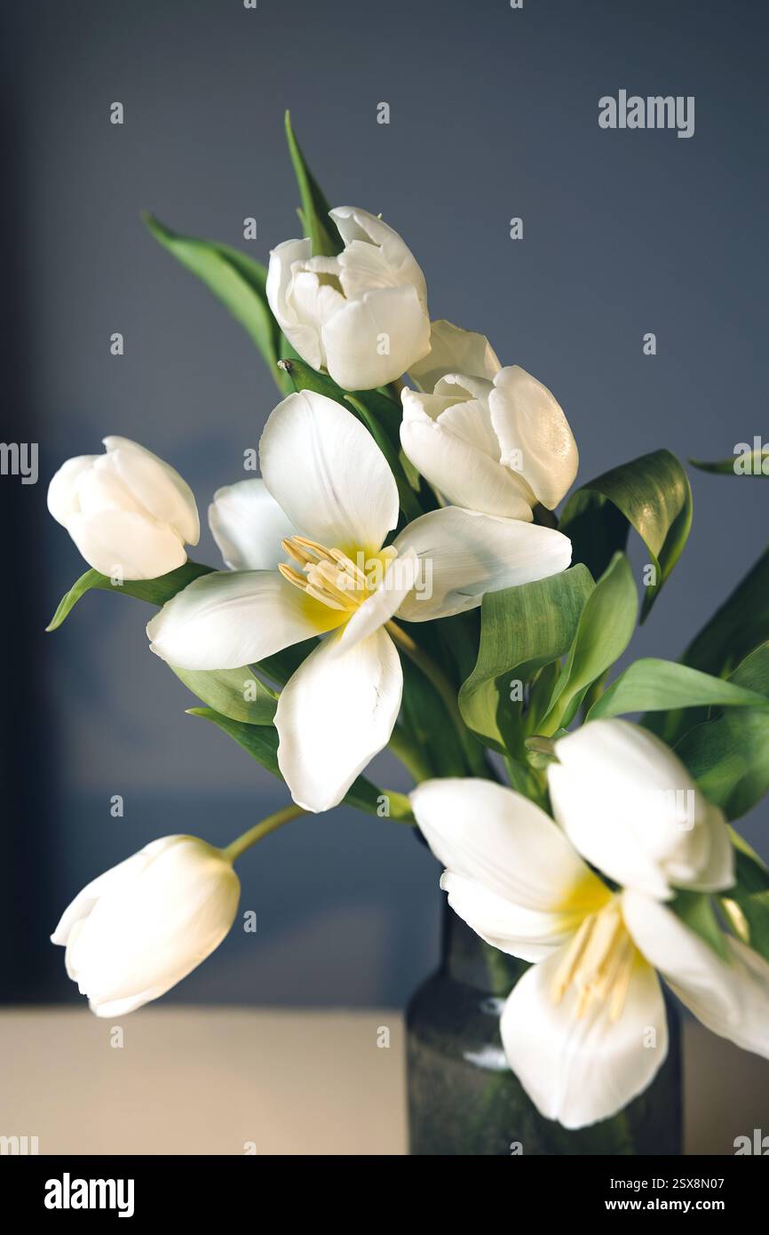Bouquet of white tulips in a vase on a gray background. Floral aesthetic composition. Stock Photo