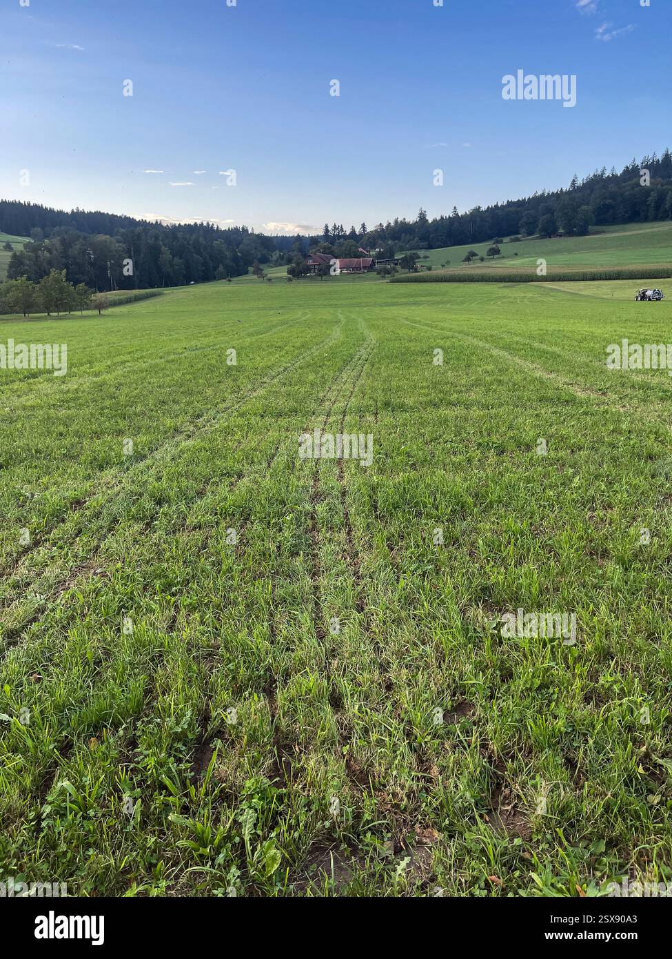 Alpine fields, Switzerland. 2024 iPhone roadtrip - Smartphone Captured Stock Image