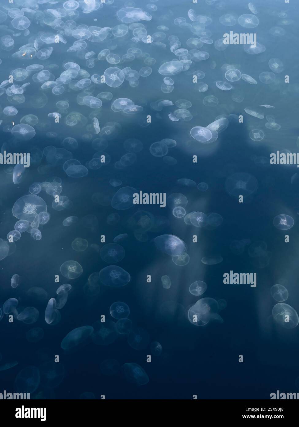 Jellyfish washed into the deadend of the port basin at Port du Bassin du Commerce, Dunkirk, France - Smartphone Captured Stock Image