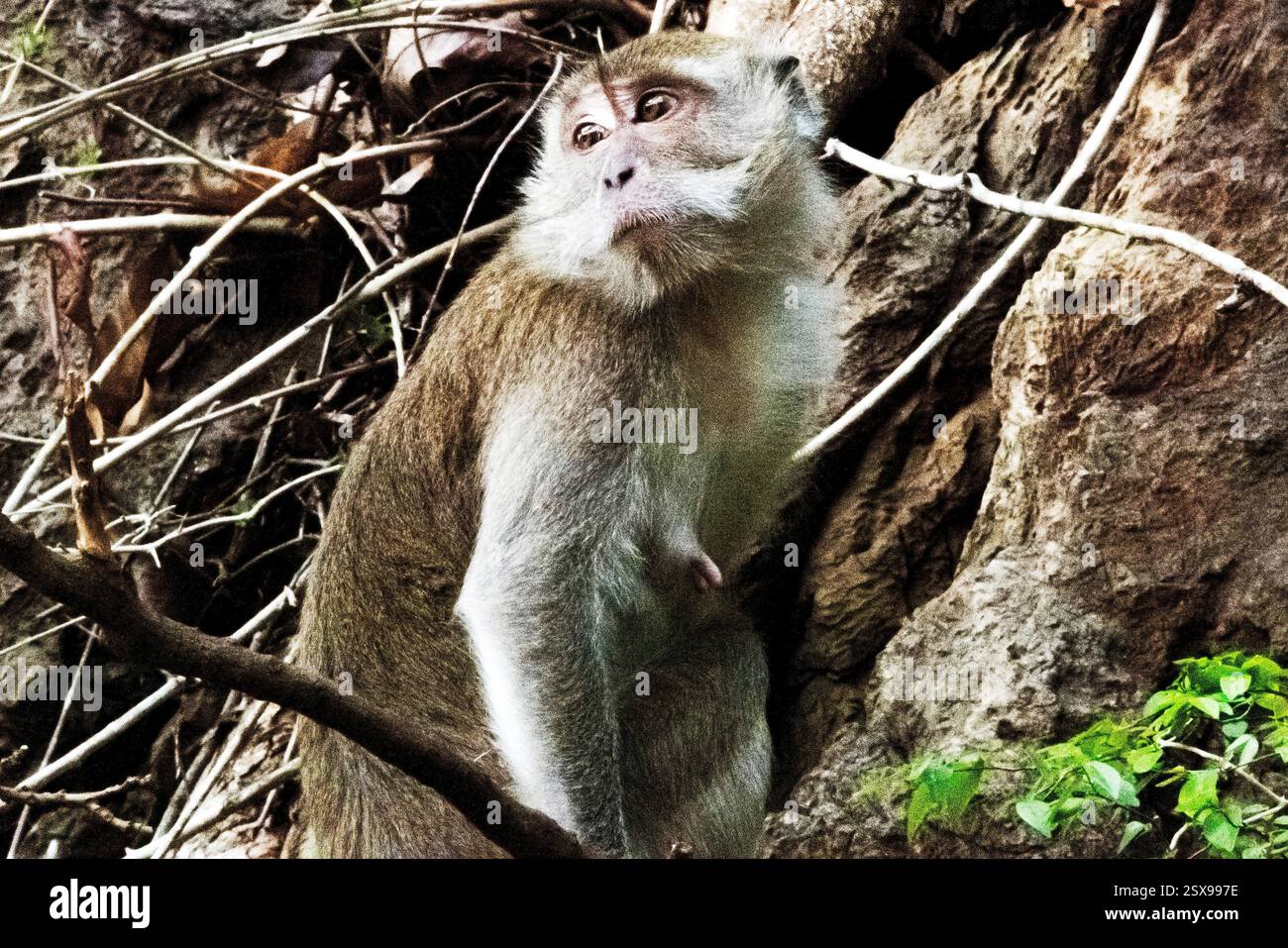 Crab-eating macaque (Macaca fascicularis) climbing trees and exploring ...