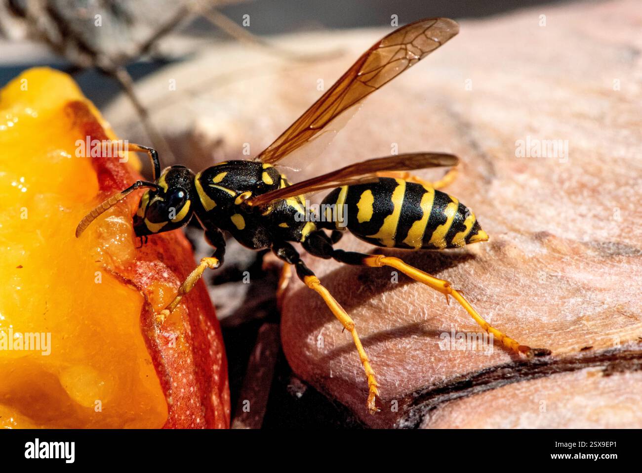 Yellow jacket wasp anatomy hi-res stock photography and images - Alamy