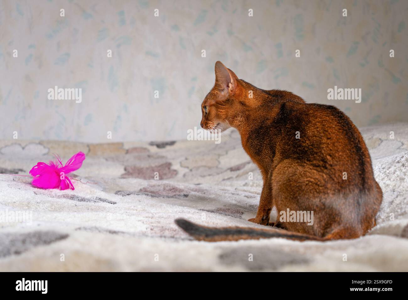 Abyssinian cat plays with toy Stock Photo
