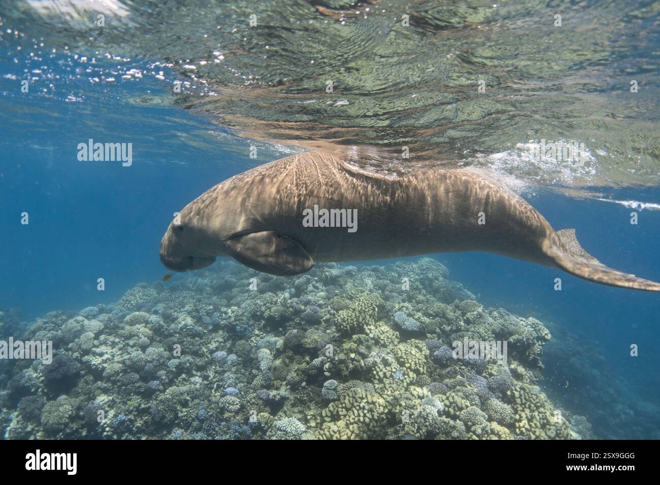 Dugong swimming over coral reef in the blue tropical sea Stock Photo