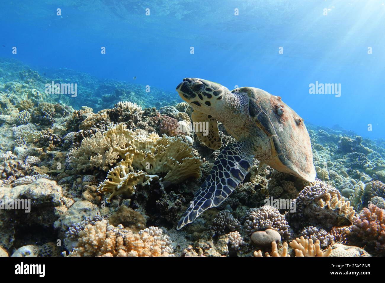 Sea turtle on colorful coral reef Stock Photo