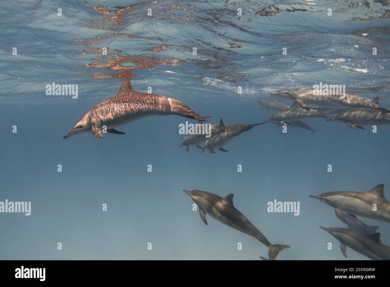 Spinner dolphins (Stenella longirostris) in the blue sea underwater. Red sea Stock Photo