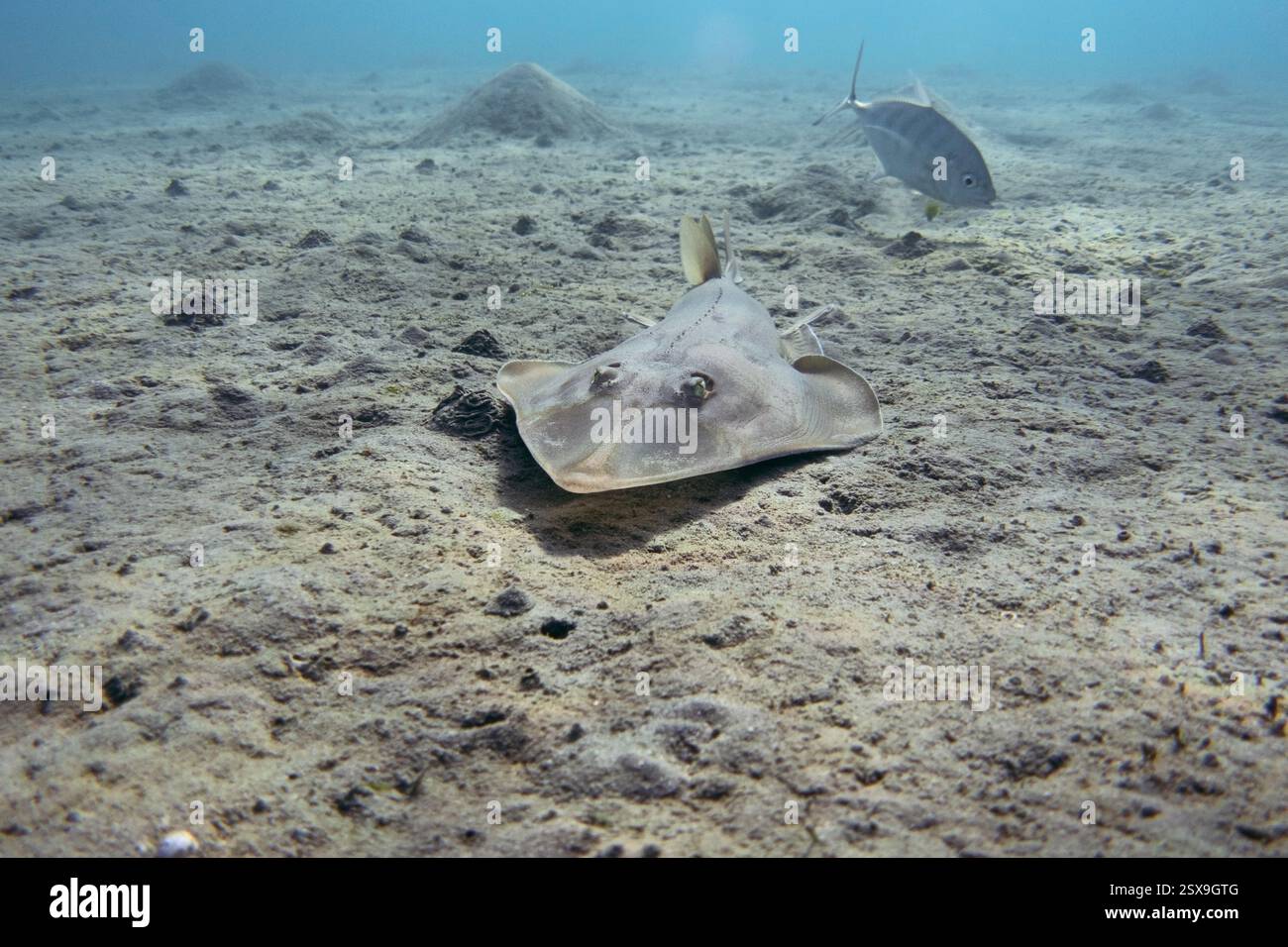 Halavi guitarfish underwater. Shovelnose ray, guitar shark. Stock Photo