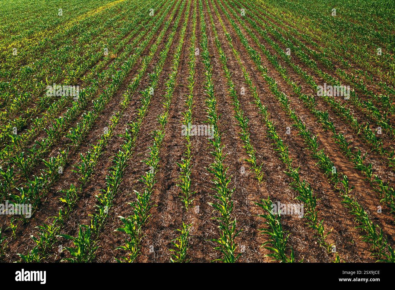 Corn field aerial clean hi-res stock photography and images - Alamy
