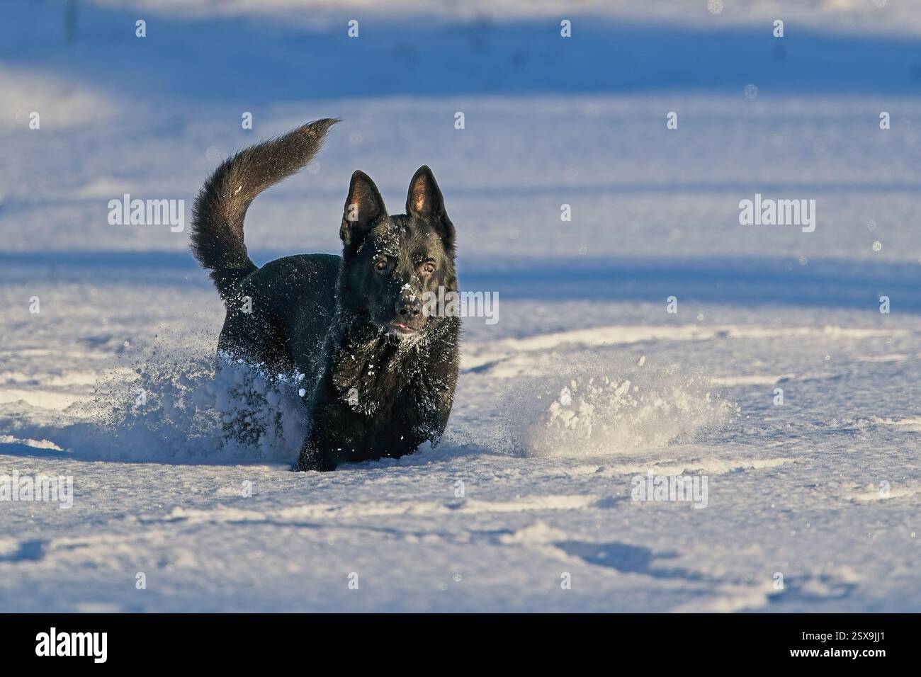 Ddr german shepherd hi-res stock photography and images - Alamy