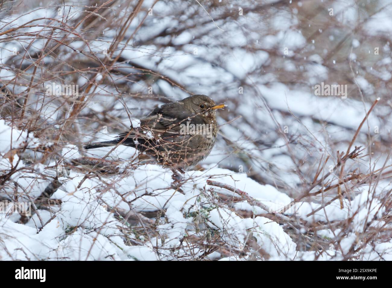 Eurasian blackbird or common blackbird (Turdus merula) female perched in a snowy bush hiding from the snowfall in early spring. Stock Photo