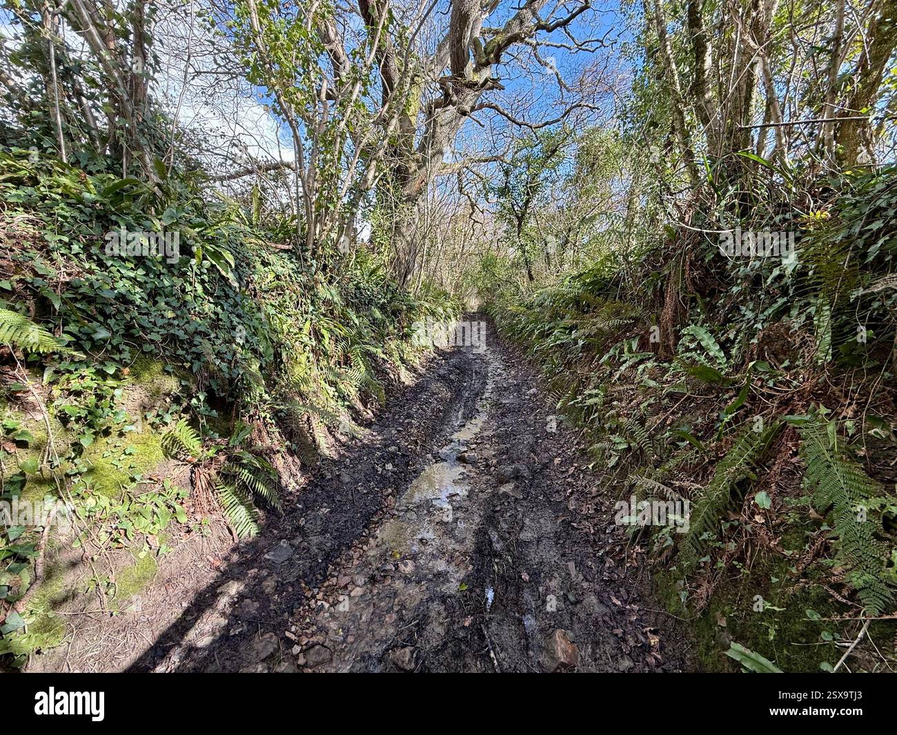 Hell Lane, Symondsbury, Dorset: Climbing from North Chideock on a Bright Winter's Day - Smartphone Captured Stock Image