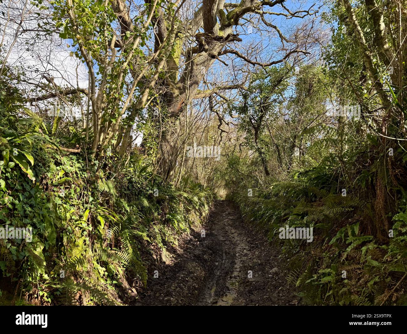 Hell Lane, Symondsbury, Dorset: Climbing from North Chideock on Bright a Winter's Day - Smartphone Captured Stock Image