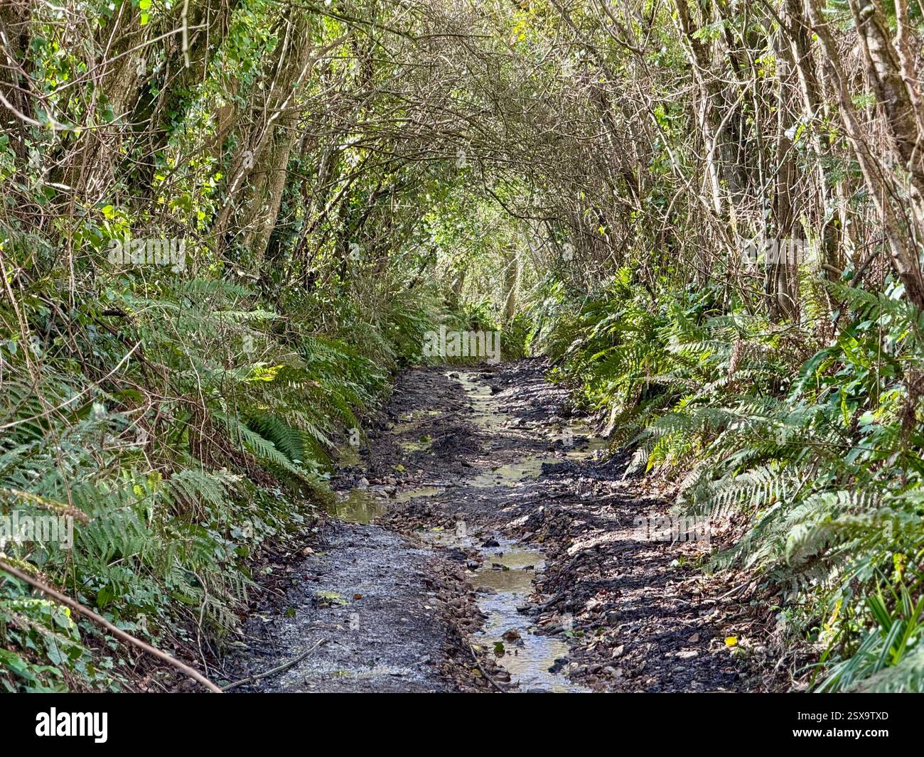 Walking Hell Lane from North Chideock to Symondsbury, Dorset - an Ancient Sunken Lane - Smartphone Captured Stock Image