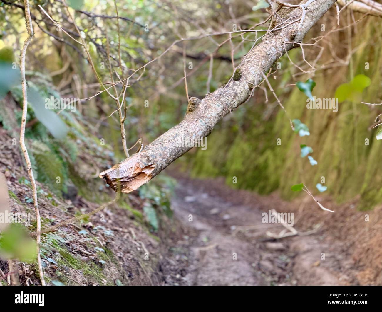 Hell Lane, Symondsbury, Dorset: Tree Branch Across the Lane - Smartphone Captured Stock Image