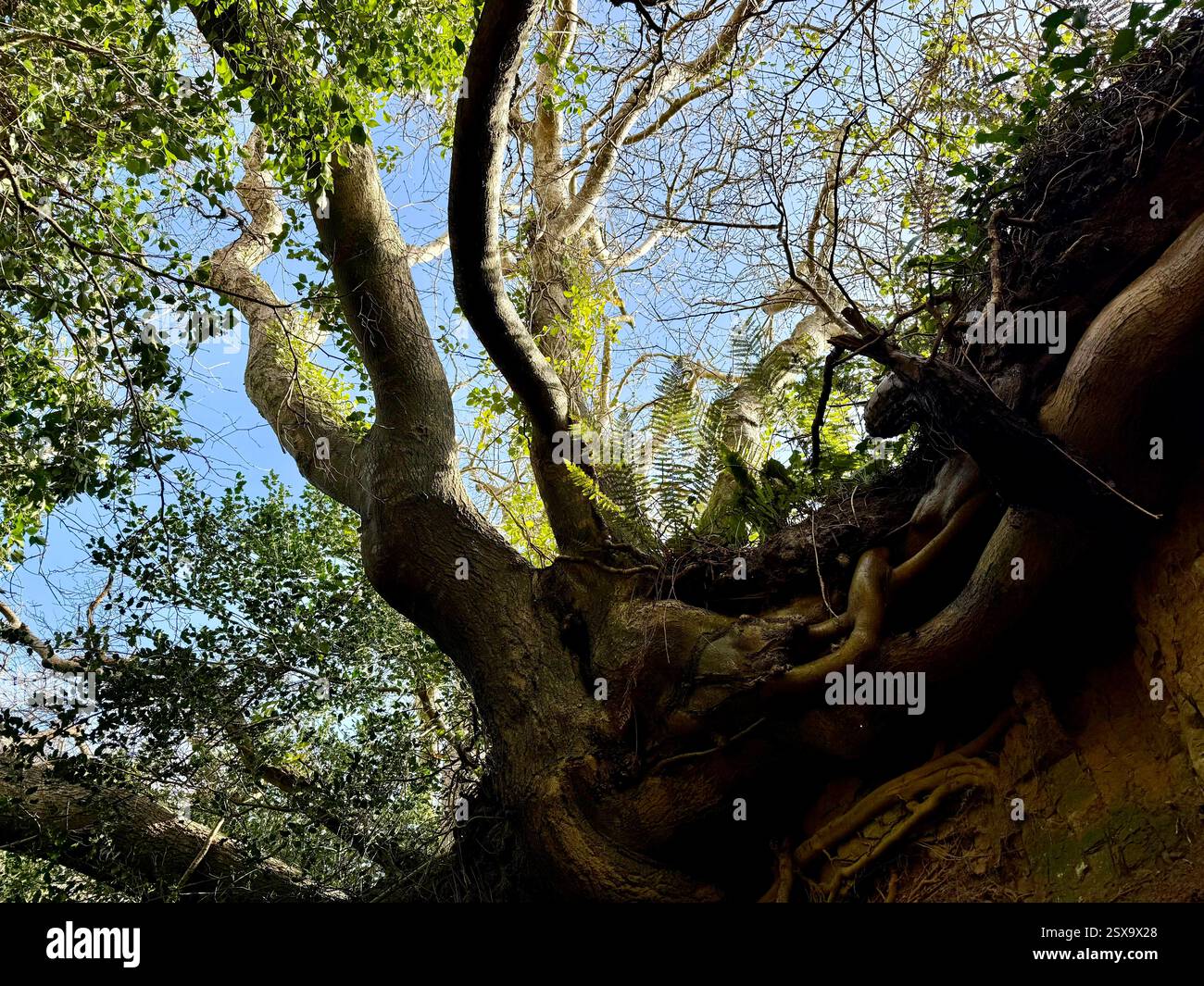 Hell Lane, Symondsbury, Dorset: Holloway, Sunken Lane, Looking up towards Tree Roots and Sky - Smartphone Captured Stock Image