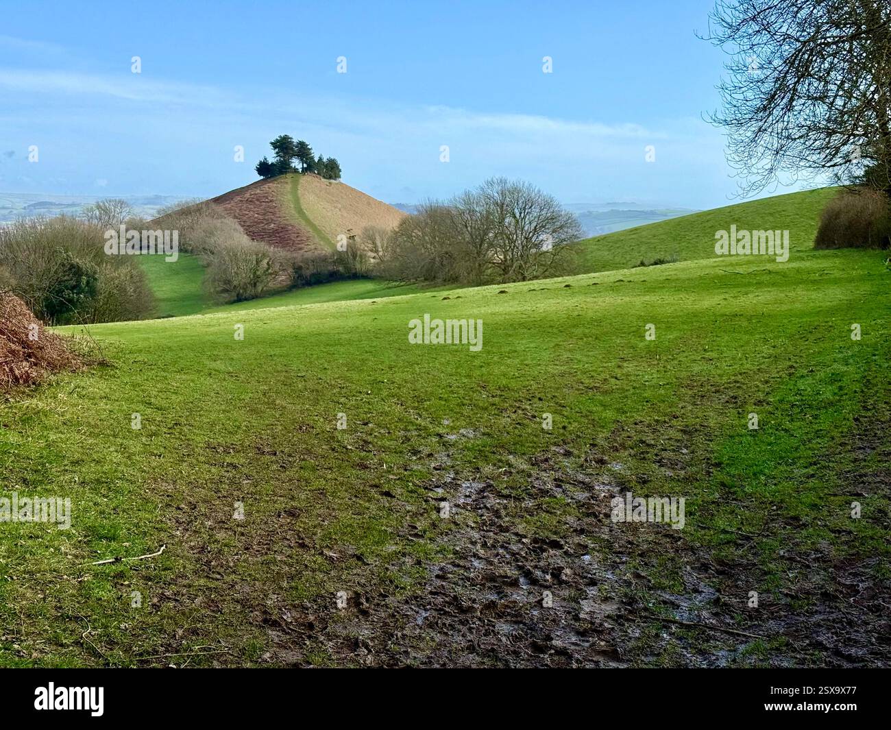 Colmer's Hill, Symondsbury, Dorset from Quarry Cross Lane on a Bright Winter's Day - Smartphone Captured Stock Image
