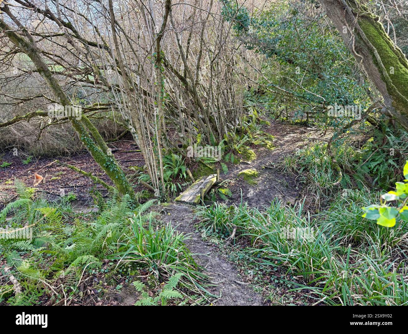 From Symondsbury, Dorset to Eype Down: Foot Bridge Crossing a Stream in a Winter's Woodland - Smartphone Captured Stock Image