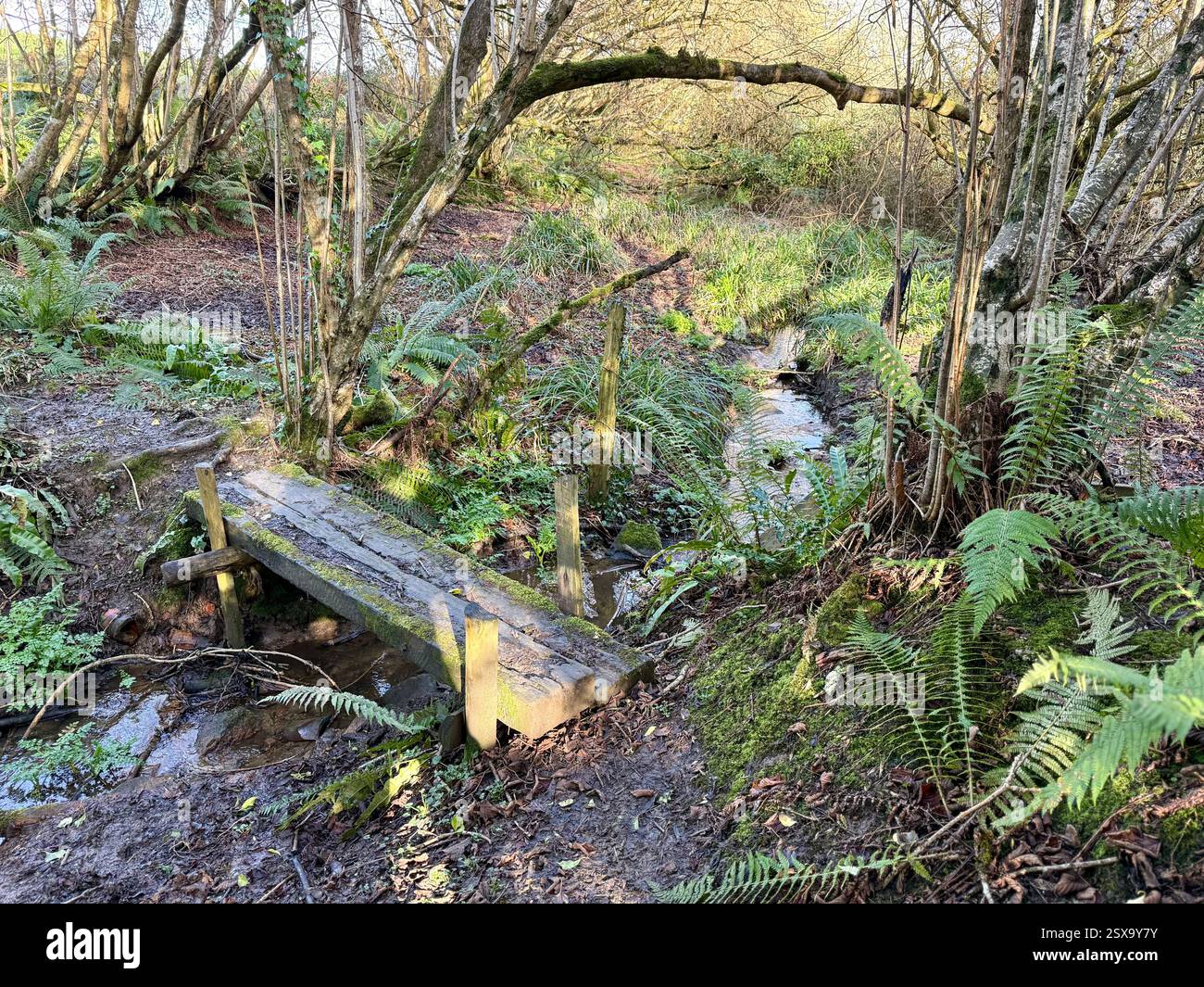 Symondsbury, Dorset to Eype Mouth: A Simple Wooden Foot Bridge Crossing a Stream in a Winter Woodland - Smartphone Captured Stock Image