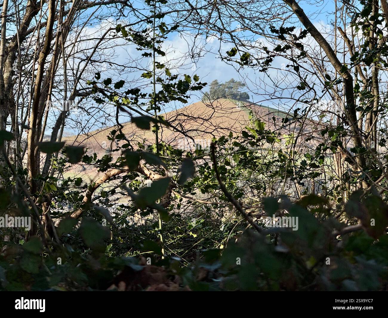 Colmer's Hill, Symondsbury, Dorset: Through the Trees from Eype Down - Smartphone Captured Stock Image