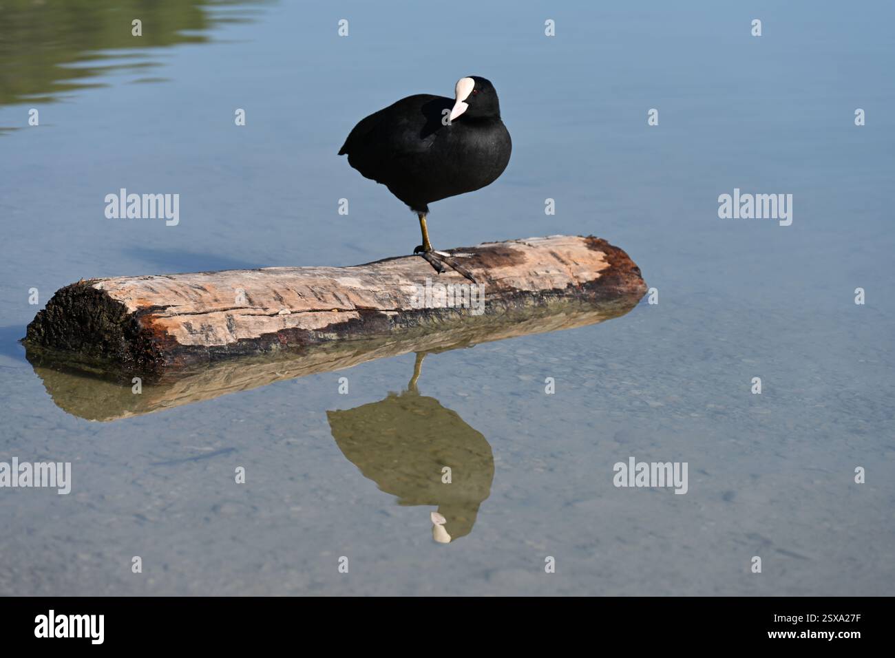 Common Coot, Eurasian Coot or Australian Coot, Fulica atra, Standing or Perched on Log on Etang de la Bonde Lake Provence France Stock Photo