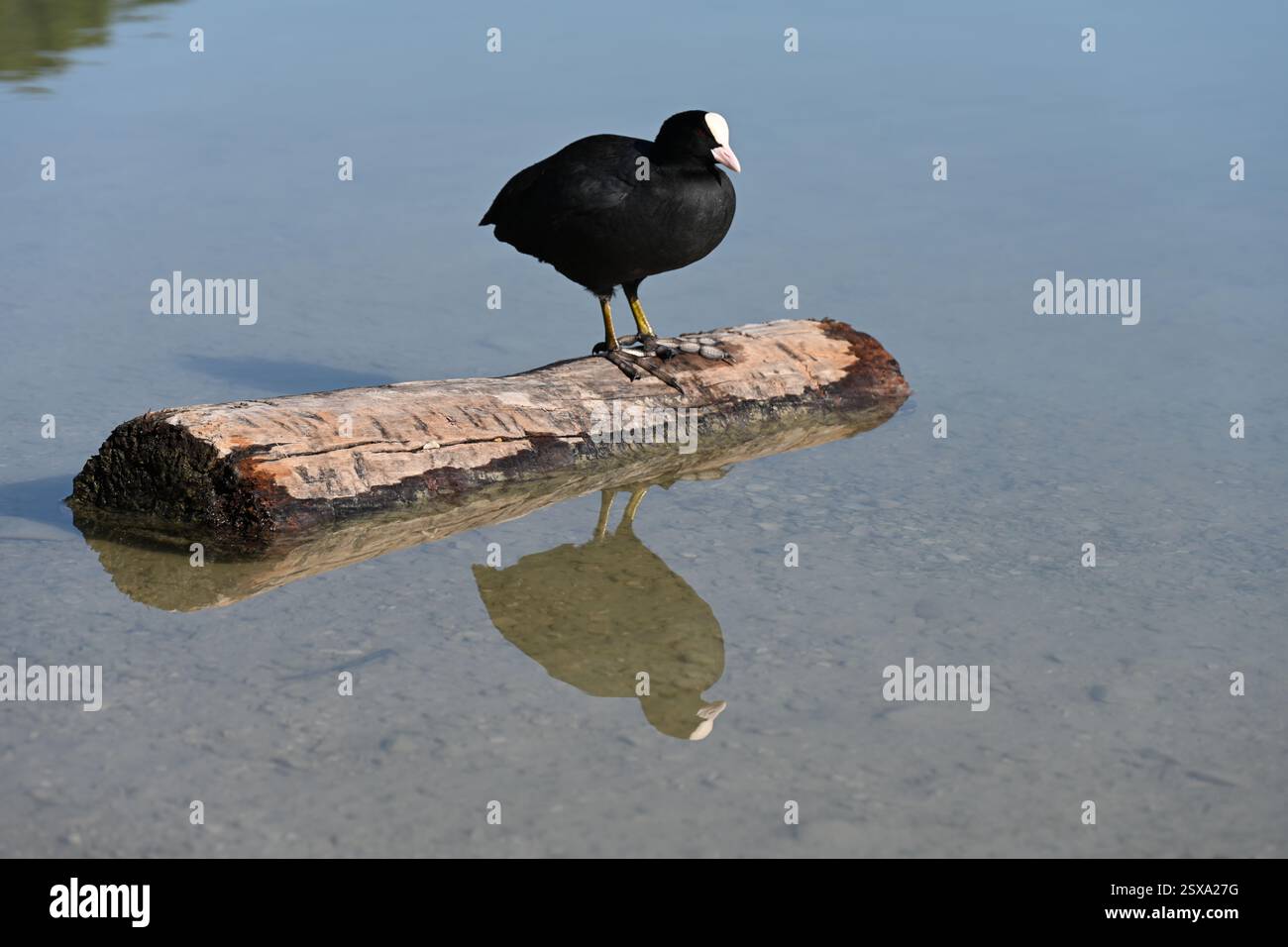 Common Coot, Eurasian Coot or Australian Coot, Fulica atra, Standing or Perched on Log on Etang de la Bonde Lake Provence France Stock Photo