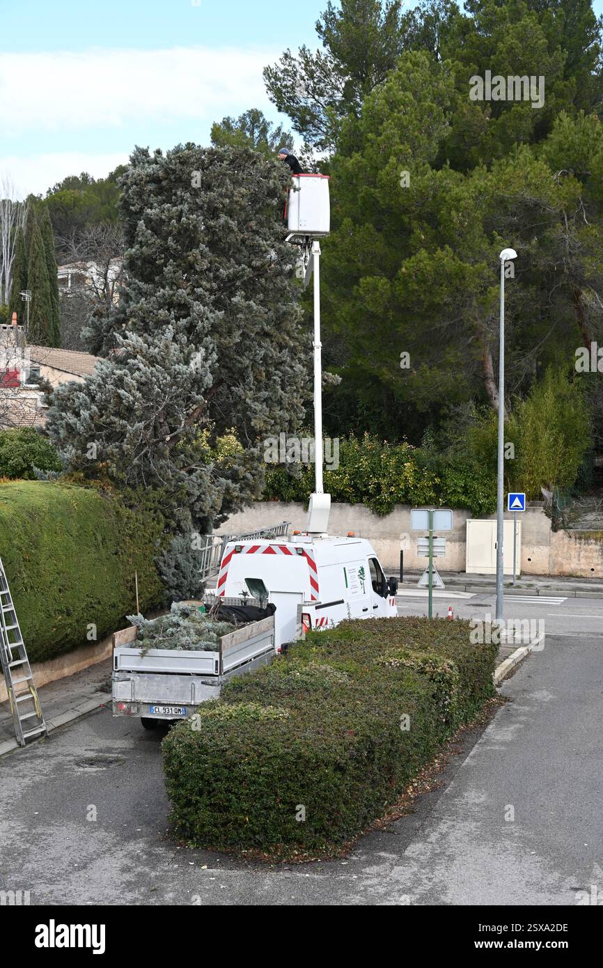 Professional Gardener, Tree Surgeon or Arborist Using Aerial Work Platform (AWP), or Bucket Truck to Lop, Trim or Cut Cypress Tree in Suburban Setting Stock Photo
