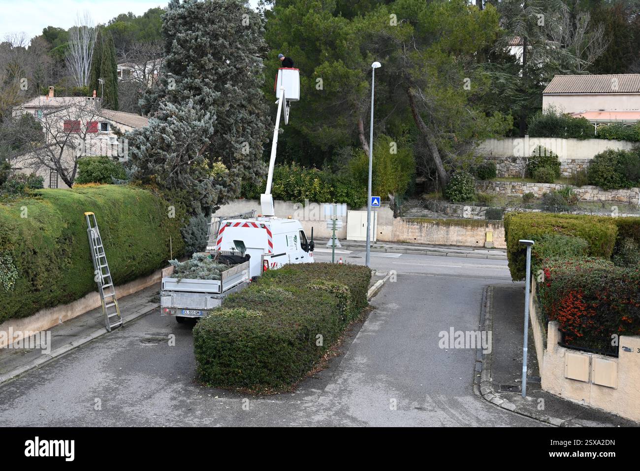 Professional Gardener, Tree Surgeon or Arborist Using Aerial Work Platform (AWP), or Bucket Truck to Lop, Trim or Cut Cypress Tree in Suburban Setting Stock Photo