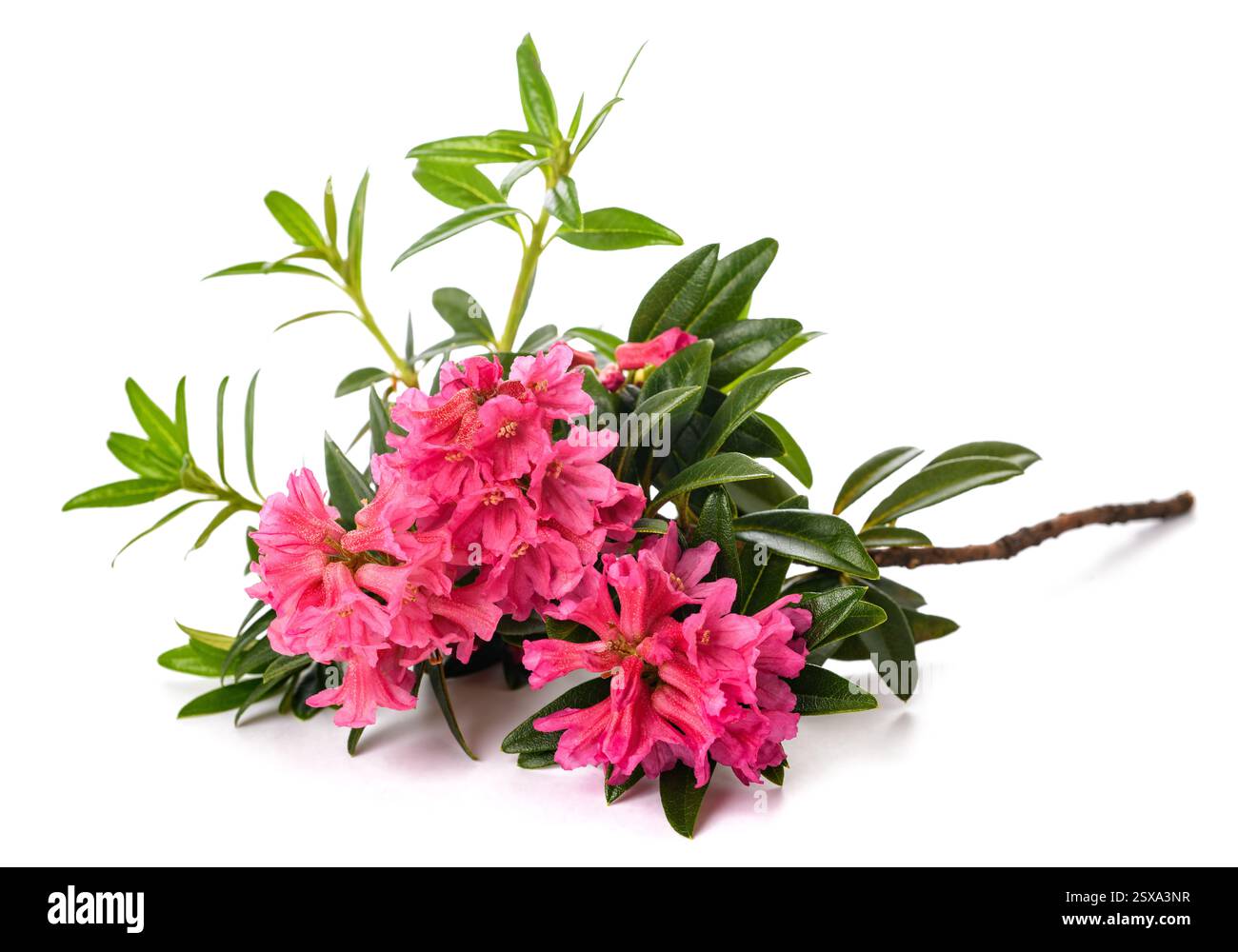 Rusty leaved alpenrose isolated on white background Stock Photo