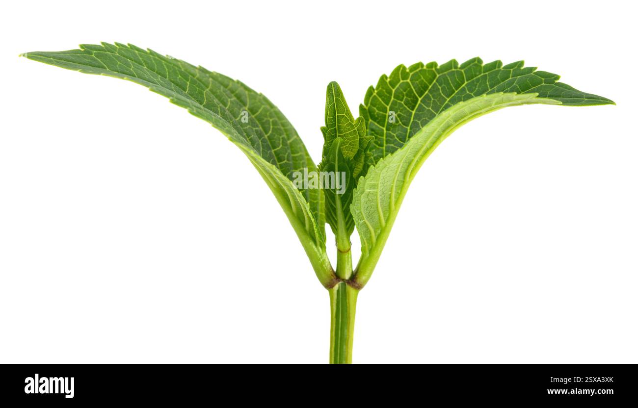 Hydrangea  sprout  isolated on white background Stock Photo