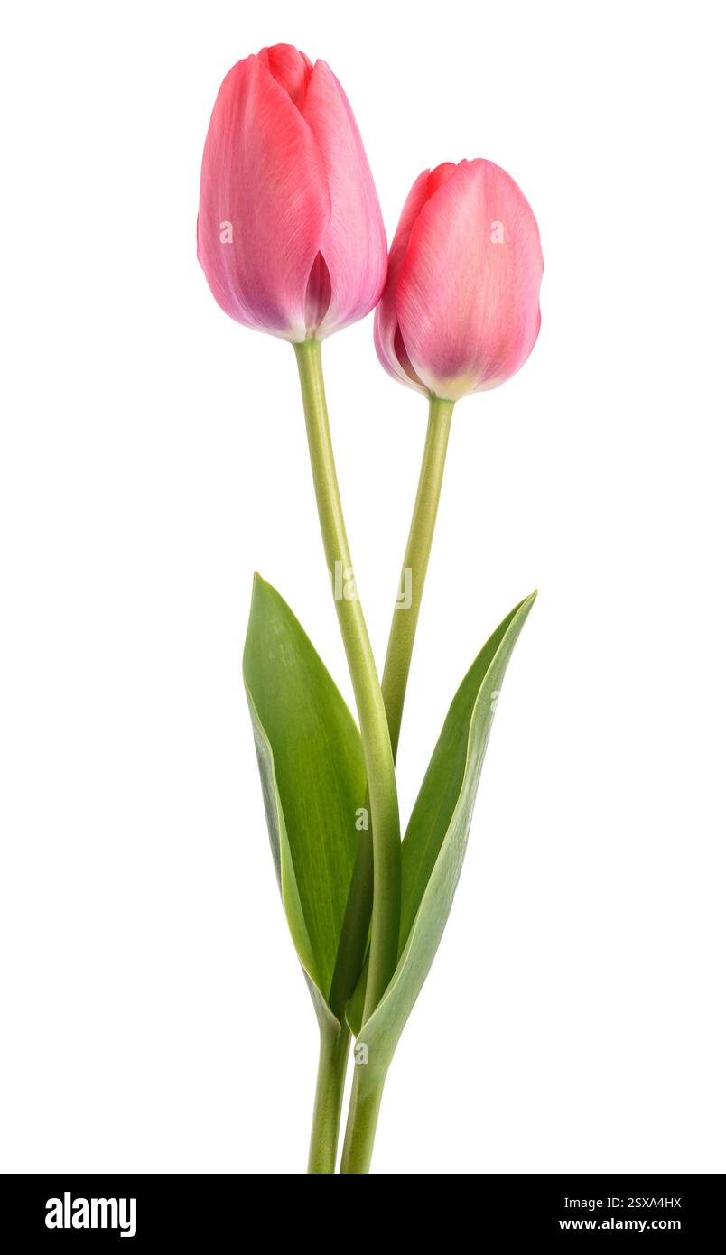 Pink tulips flowers isolated on white background Stock Photo - Alamy