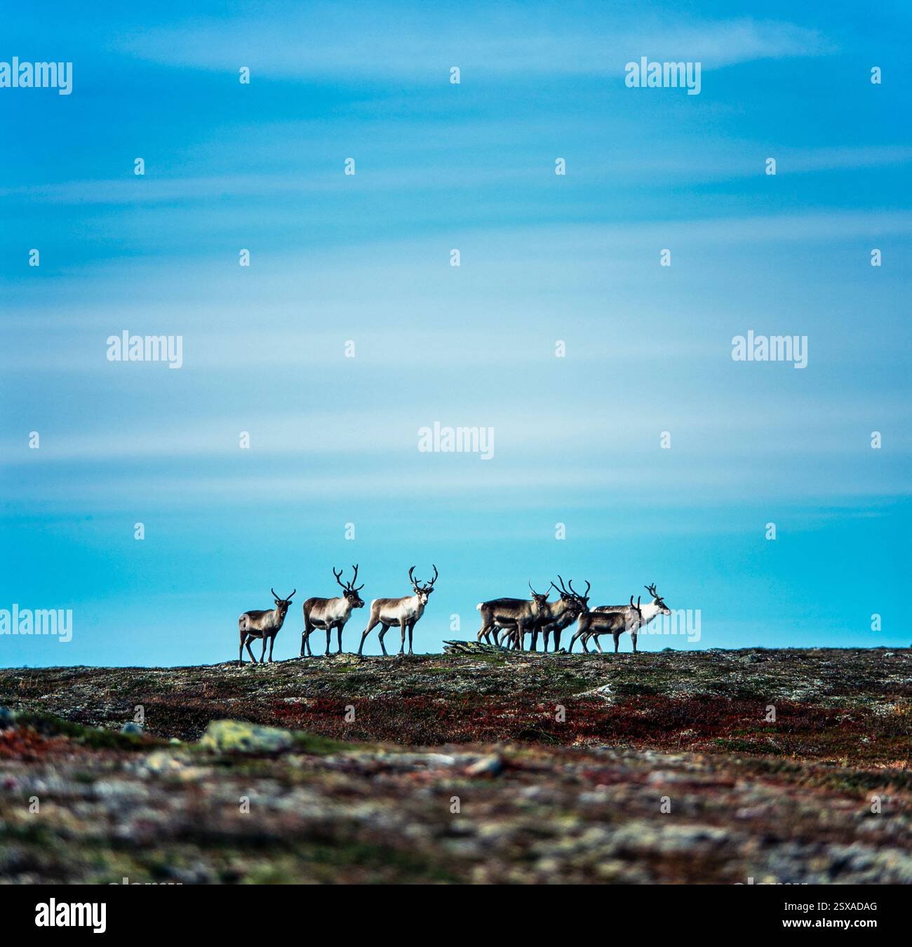 Reindeer Stock Photo