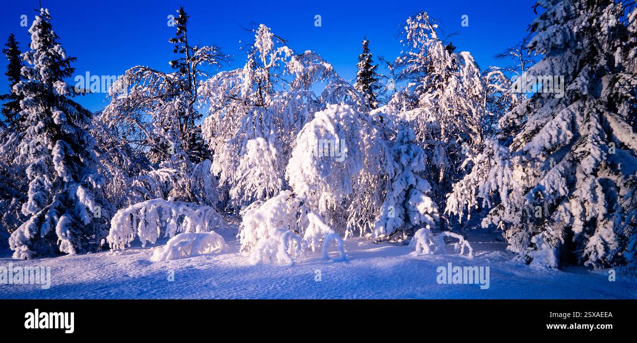 Snow covered trees Stock Photo