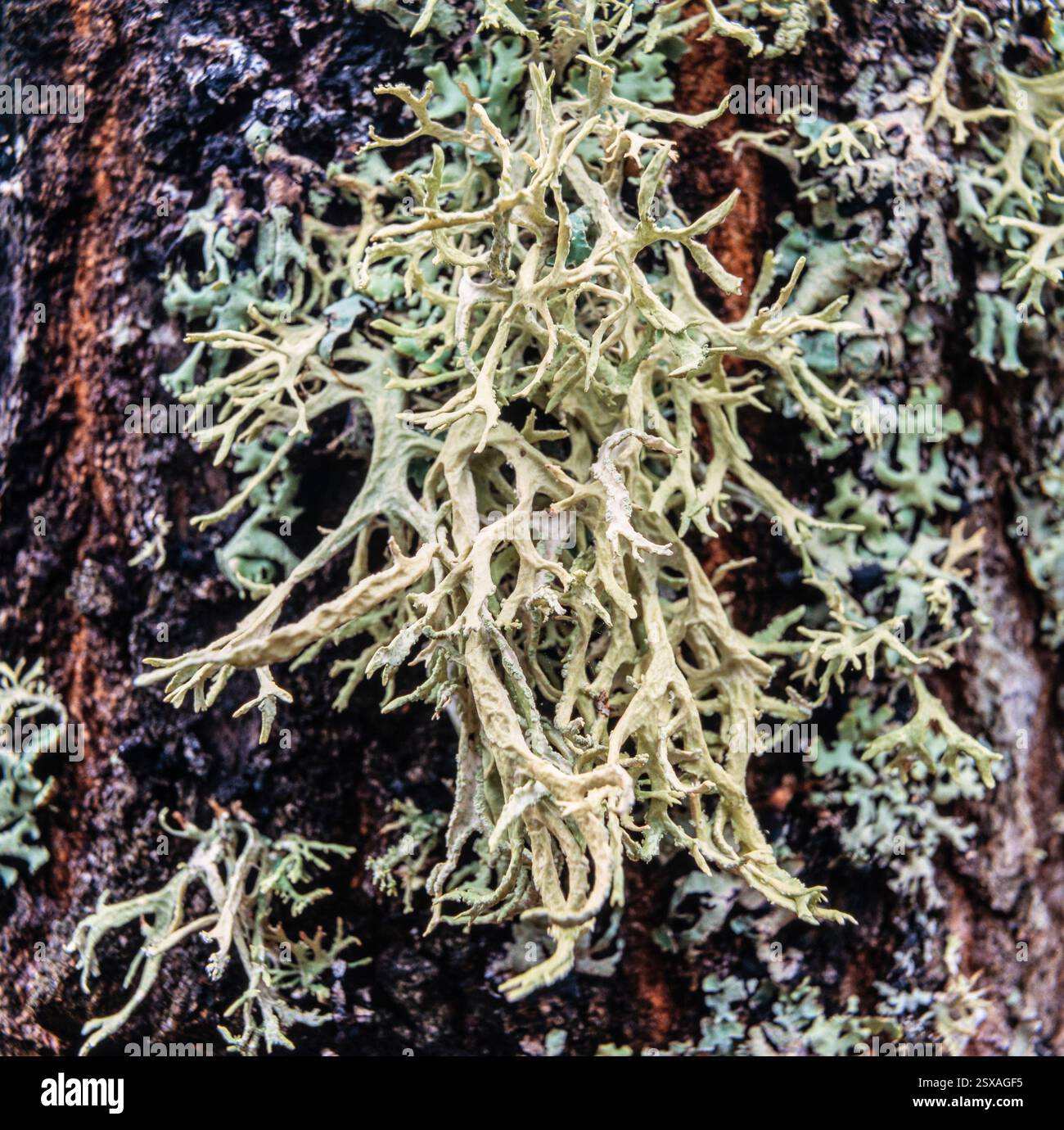 Evernia prunastri Stock Photo
