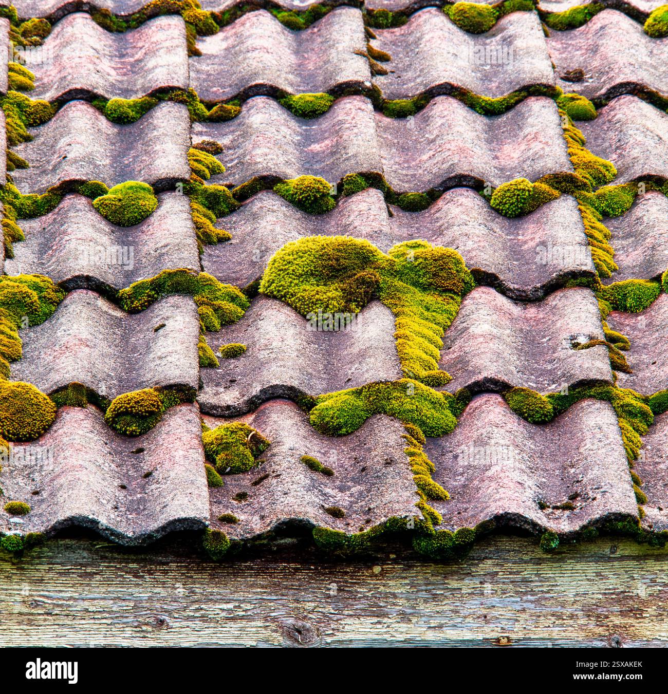 Green moss on roof Stock Photo