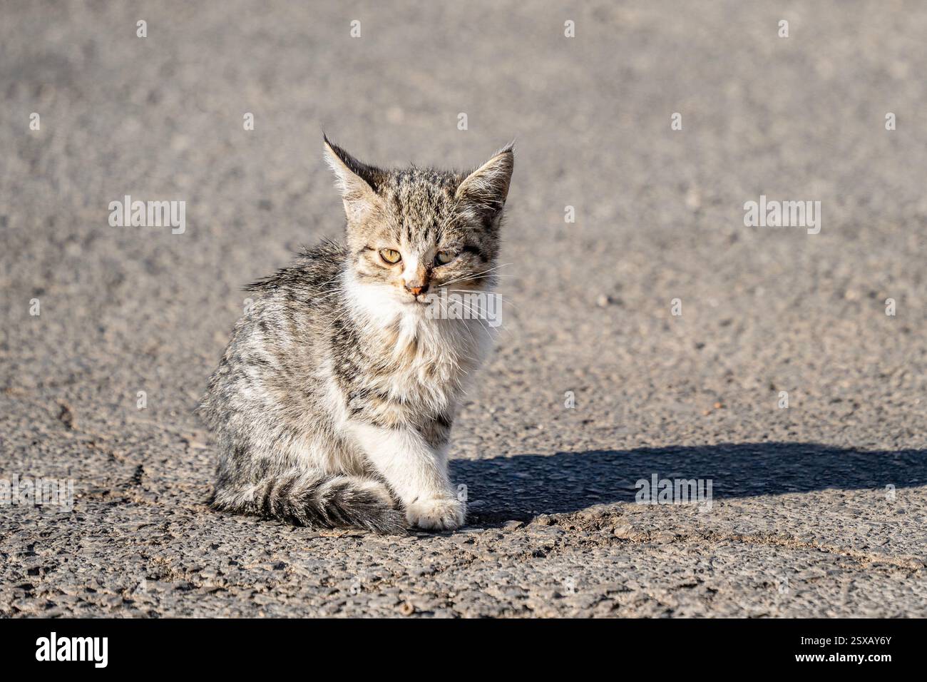 A little alley kitten, basking in the sunlight on a paved road. Stock Photo
