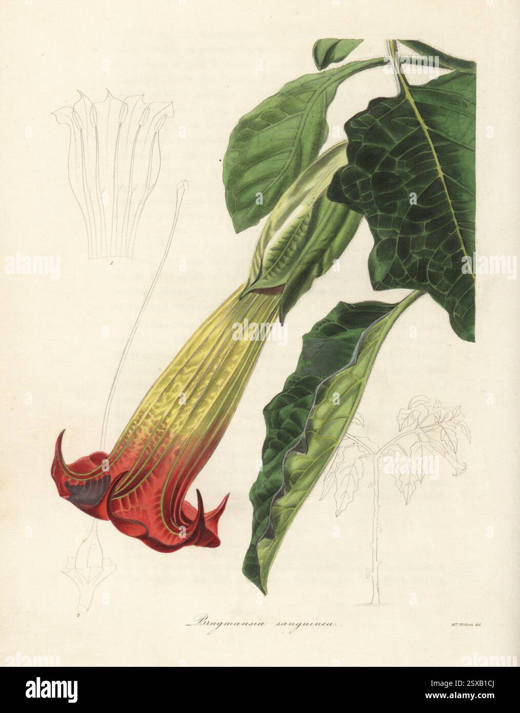 Red angel's trumpet or blood-coloured brugmansia, Brugmansia sanguinea. Extinc in the wild. Raised in the garden of Lady Gibbs, Hayes Common, from seeds from Guayaquil, Ecuador, by Charles Crawley. Handcoloured copperplate engraving after a botanical illustration by Augusta Withers from Benjamin Maund and the Rev. John Stevens Henslow's The Botanist, London, 1836. Augusta Innes Withers (17931877) was Flower Painter in Ordinary to Queen Adelaide. Stock Photo