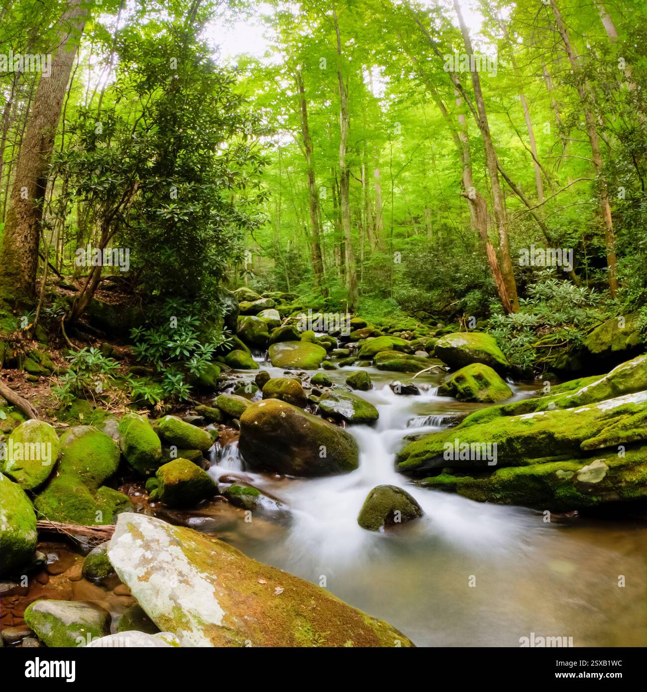 Green leafy plant creek hi-res stock photography and images - Alamy