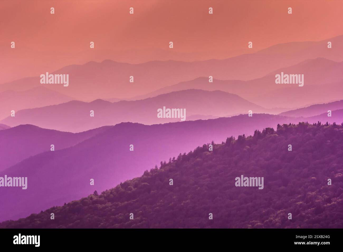 Mountain range with purple hills. The mountains are covered in trees ...