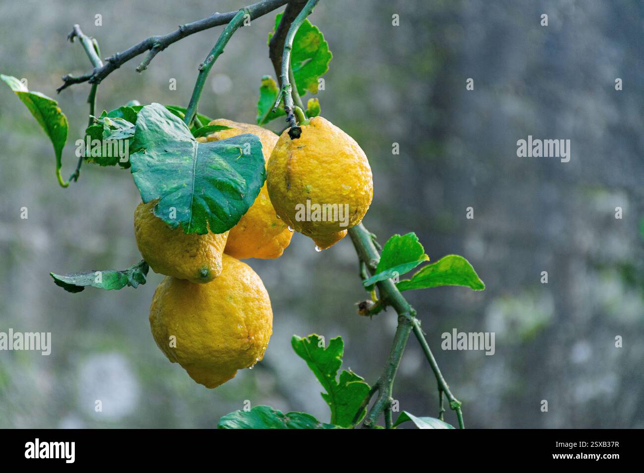 A thriving lemon tree filled with bright yellow lemons ripening under ...