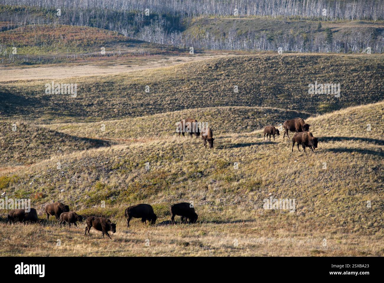 Bison Paddock, Waterton Lakes National Park, Alberta, Canada Stock ...