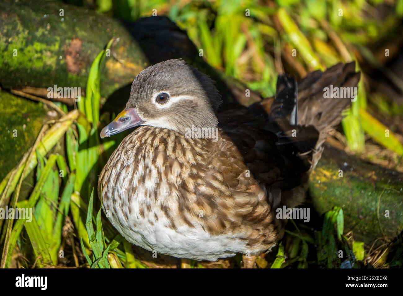 A gentle female Mandarin duck nestles near mossy logs in the sunlit grass, showcasing earthy tones that harmonize with the vibrant wetland around her Stock Photo