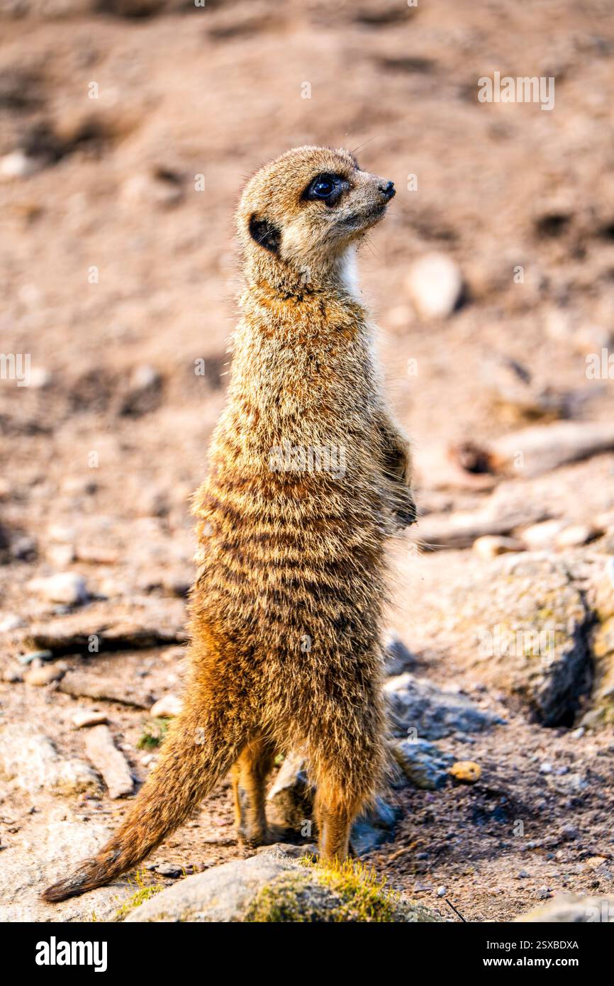 An alert meerkat stands upright on sandy ground in a moment of curious vigilance under the warm midday sun highlighting the so distinctive banded coat Stock Photo
