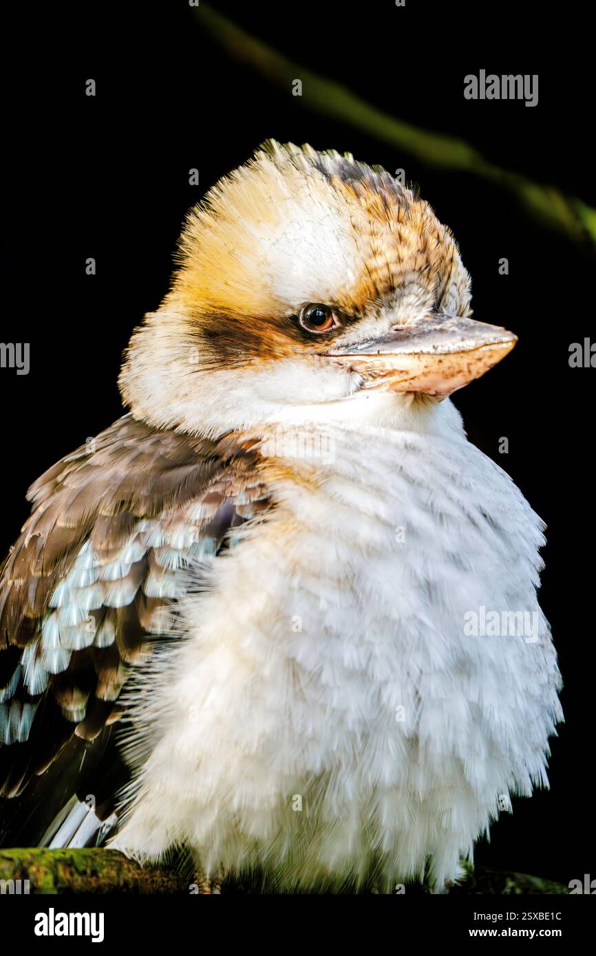 A laughing kookaburra Dacelo novaeguineae sits with fluffed plumage in softly illuminated surroundings revealing its iconic beak and keen watchful gaz Stock Photo