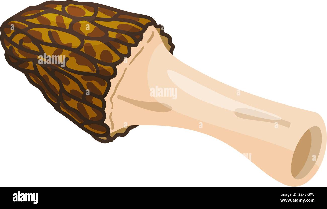 Morel mushroom. Edible forest mushroom icon. Hand drawn trendy flat ...