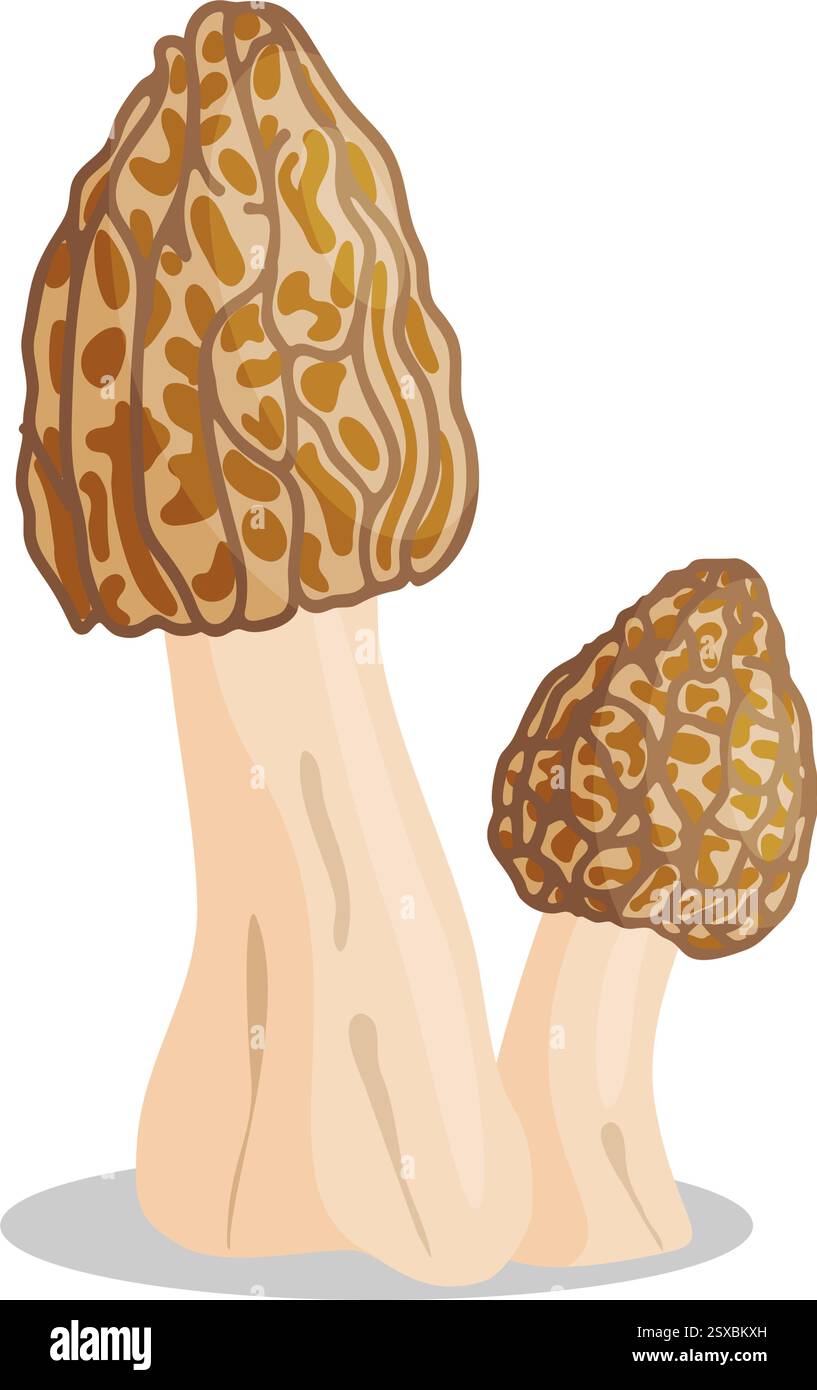 Morel mushrooms set. Edible forest mushroom icon. Hand drawn trendy ...