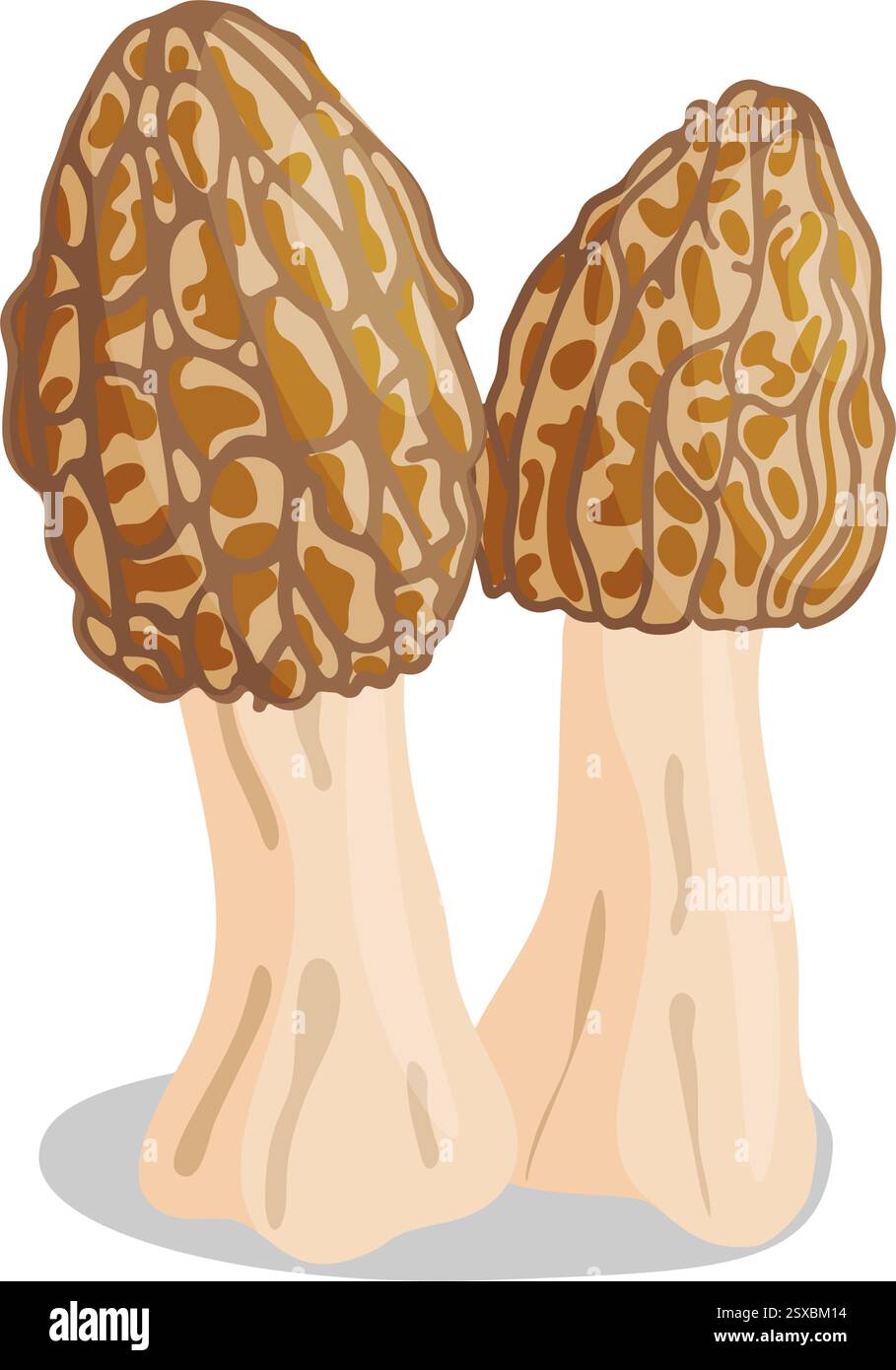 Morel mushrooms set. Edible forest mushroom icon. Hand drawn trendy ...