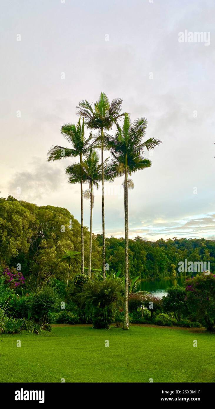 Palm trees, Crater Lakes National Park, Cairns, Queensland, East Coast Australia - Smartphone Captured Stock Image
